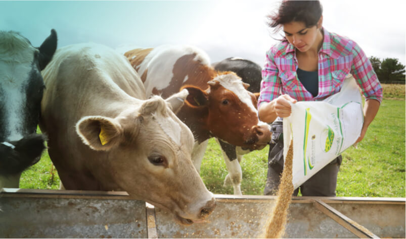 Woman feeds cattle and livestock on a farm.